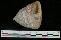 藏品(花斑鐘螺)的圖片